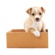 Puppy Box - Stenaci balicek