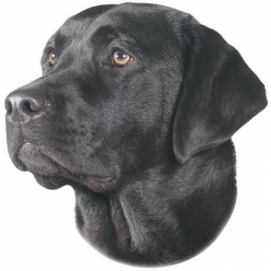Nálepka Labrador čierny