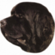 Nálepka Newfoundlander