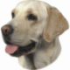 Nálepka Labrador
