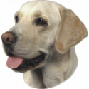 Nálepka Labrador