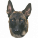 Nálepka Malinois