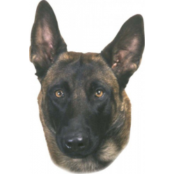 Nálepka Malinois