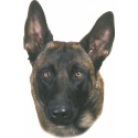 Nálepka Malinois