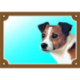 Barevná cedulka Pozor pes, Jack Russel terier