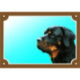 Barevná cedulka Pozor pes, Rottweiler