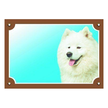 Barevná cedulka Pozor pes, Samojed